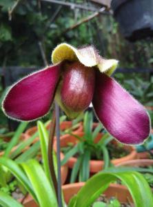 Paphiopedilum hirsutissimum