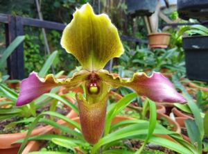 Paphiopedilum hirsutissimum