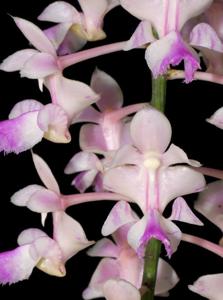 Aerides falcata