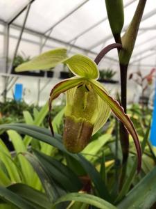 Phragmipedium longifolium