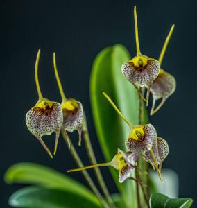 Masdevallia floribunda