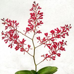 Renanthera storiei