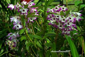 Dendrobium nobile