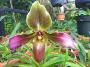 Paphiopedilum hirsutissimum