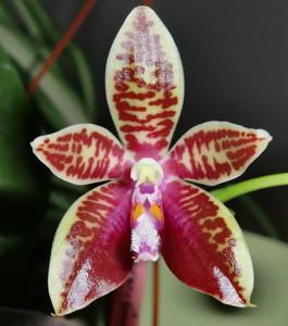 Phalaenopsis corningiana