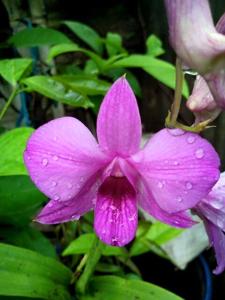 Dendrobium bigibbum