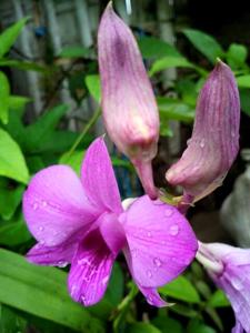 Dendrobium bigibbum