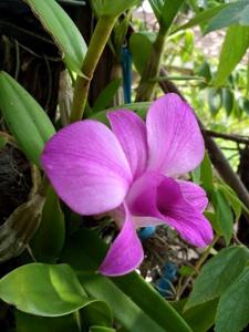 Dendrobium bigibbum