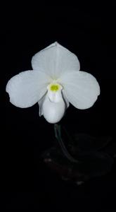 Paphiopedilum thaianum