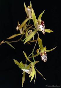 Cymbidium tigrinum