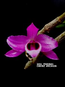 Dendrobium parishii