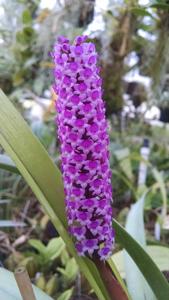 Arpophyllum giganteum