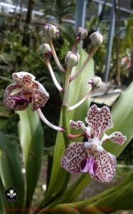 Vanda suavis