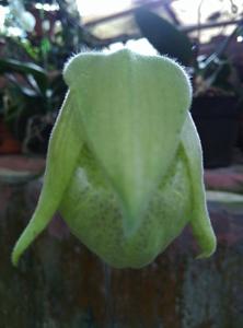 Paphiopedilum malipoense