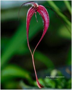 Bulbophyllum nasica