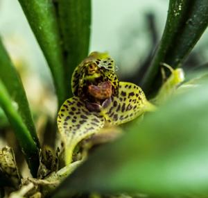 Dryadella aviceps