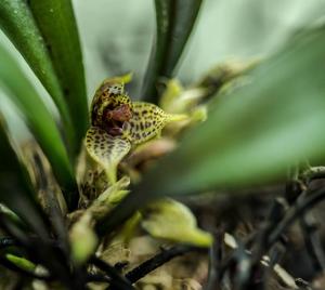 Dryadella aviceps