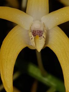 Dendrobium speciosum