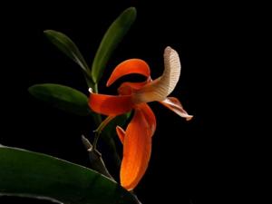 Dendrobium unicum