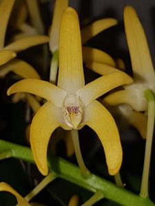 Dendrobium speciosum