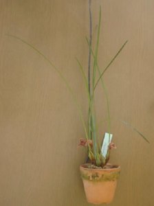 Maxillaria sanguinea