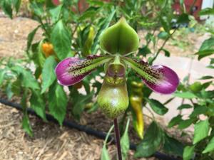 Paphiopedilum hookerae var. volonteanum