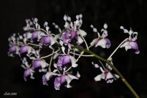 Dendrobium nindii