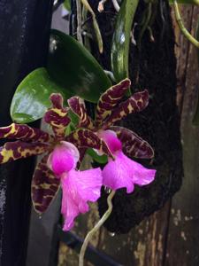 Cattleya aclandiae