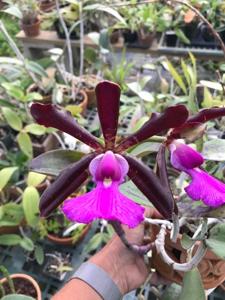 Cattleya aclandiae