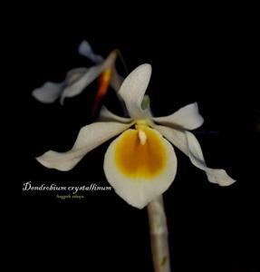 Dendrobium crystallinum