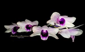 Dendrobium williamsianum