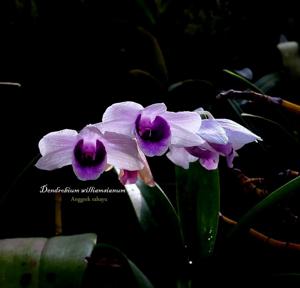 Dendrobium williamsianum