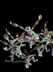 Dendrobium mussauense