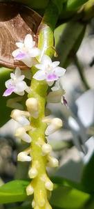 Smitinandia micrantha