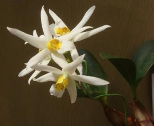 Dendrobium stella-silvae