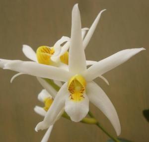 Dendrobium stella-silvae