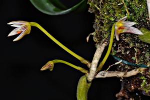 Bulbophyllum affine