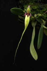 Bulbophyllum fascinator