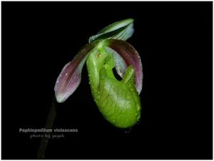 Paphiopedilum violascens