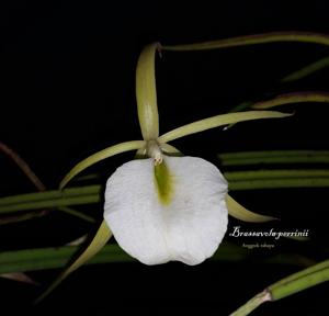 Brassavola tuberculata