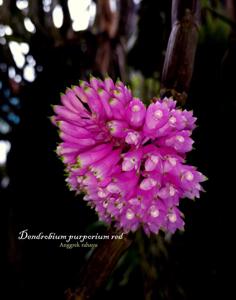 Dendrobium purpureum