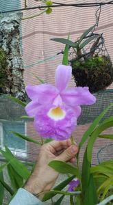 Sobralia macrantha