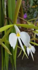 Epidendrum parkinsonianum