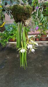Epidendrum parkinsonianum