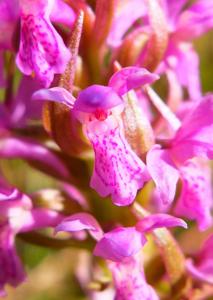 Dactylorhiza incarnata subsp. incarnata