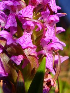 Dactylorhiza incarnata subsp. incarnata