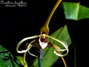 Maxillaria fractiflexa