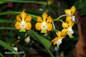 Vanda denisoniana