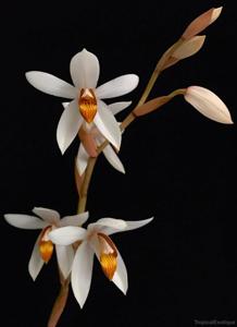 Coelogyne pachystachya