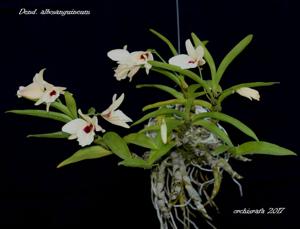 Dendrobium albosanguineum